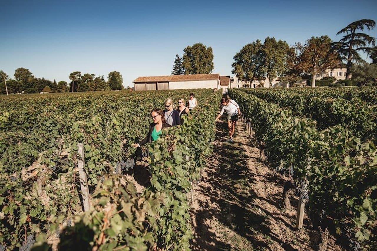 Guests walking between the vineyard rows at harvest time